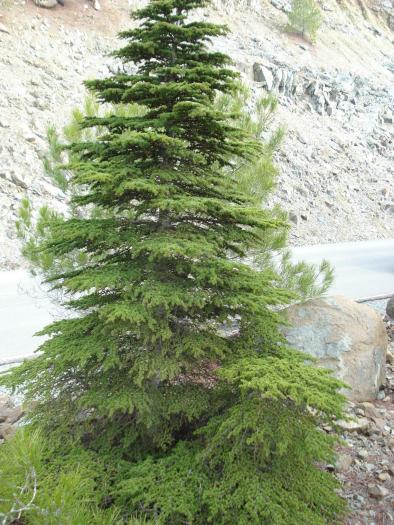 Picture 670; Muntii Troodos
