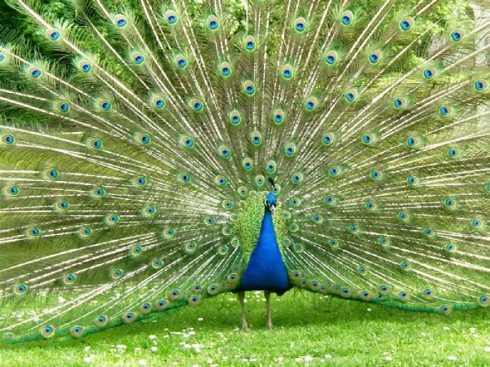 peacock - alte pasari si animale