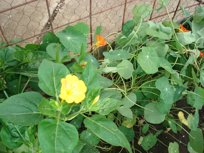 DSC09653