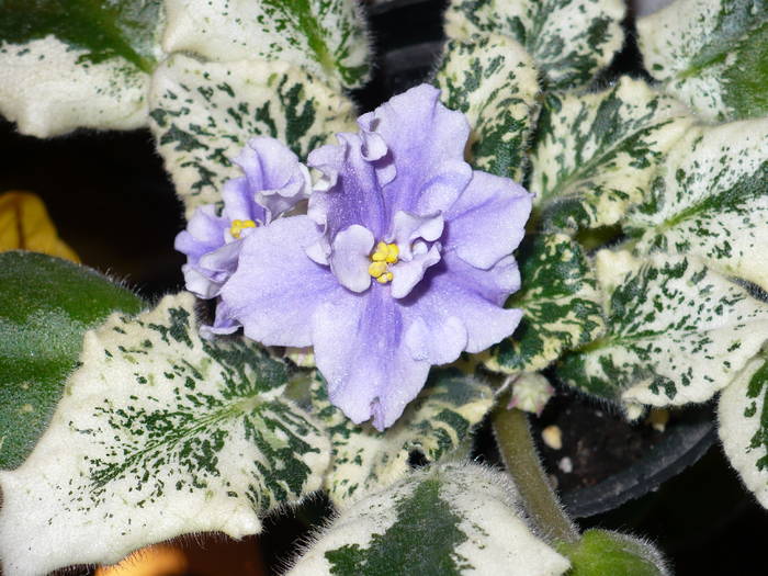 Pretty Miss Kelly - Saintpaulia - violete de camera