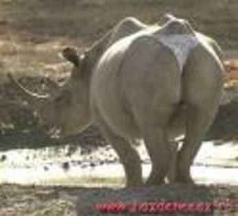 2; hipopotan imbracat
