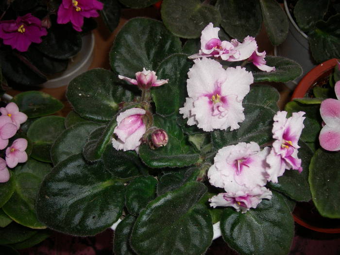 Violete de Parma