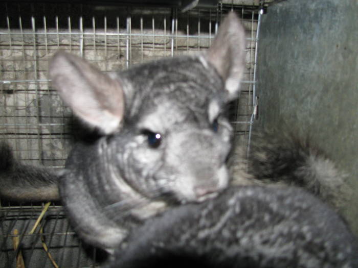 IMG_0437 - Chinchilla