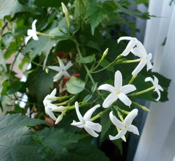 P1080643 - Iasomie de camera - Jasminum