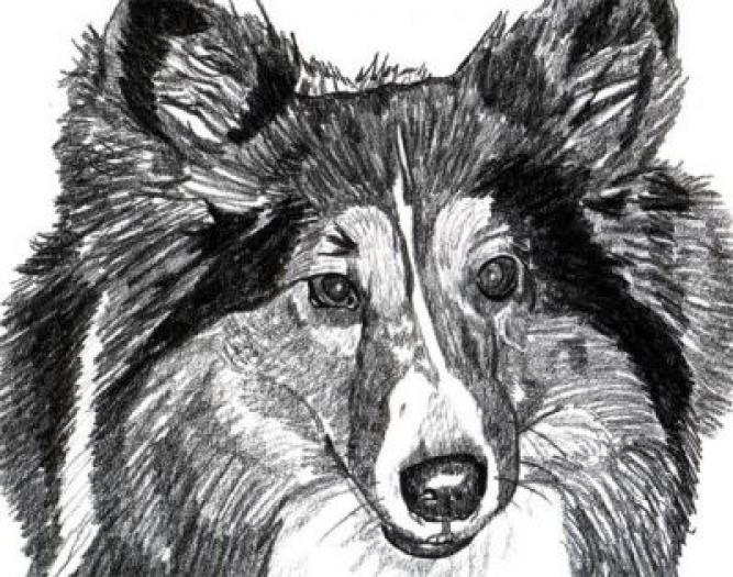 Shetland Sheepdog2