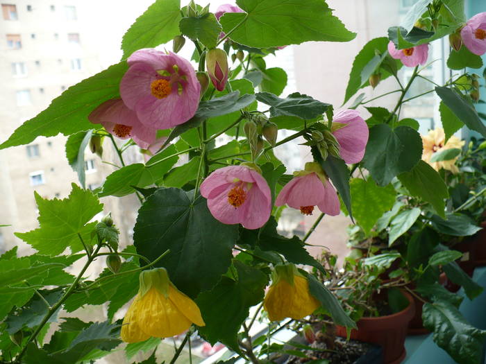 P1090643 - ABUTILONI