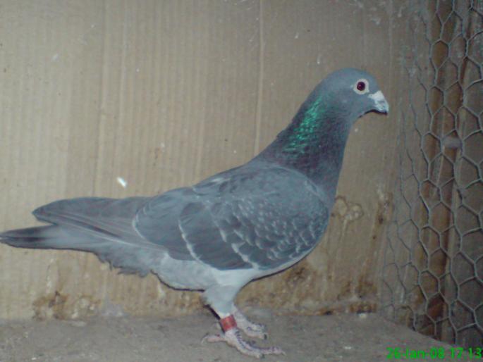 ai246470n810091