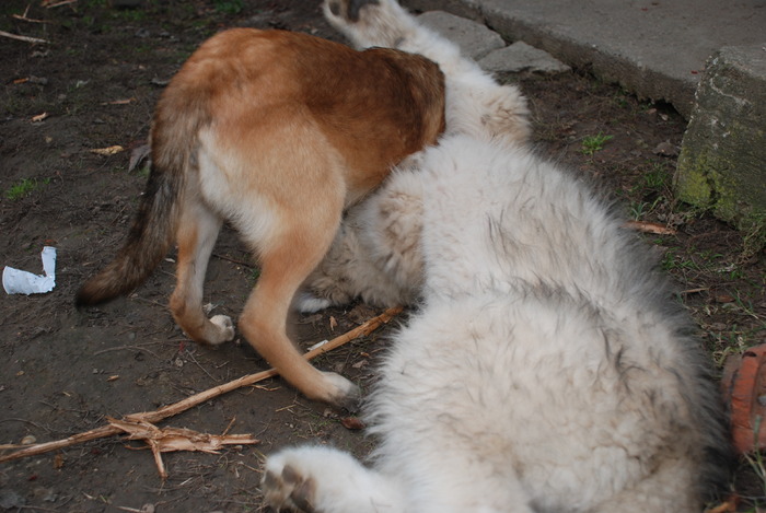 GERULA SI SUZETA,LA JOACA