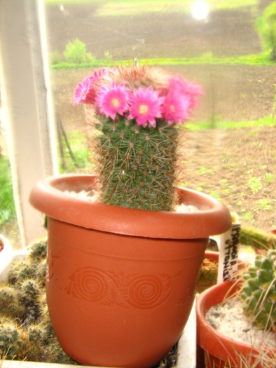 Picture 378 - cactusii mei