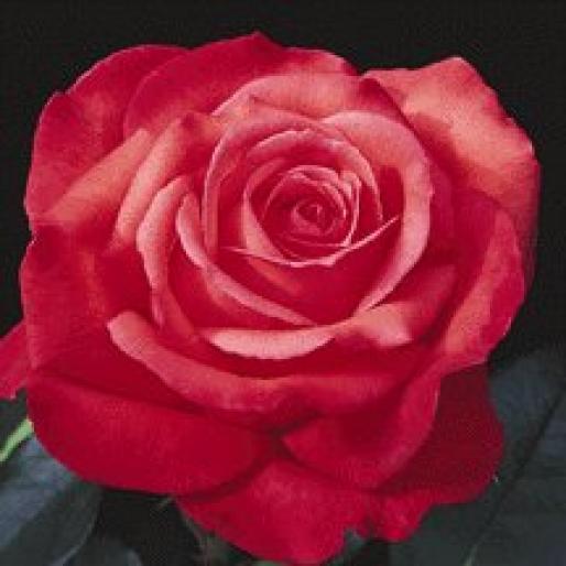 ROSE007 - Trandafiri