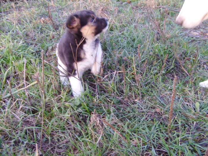 30 nov. 2009 022 - tineret canin