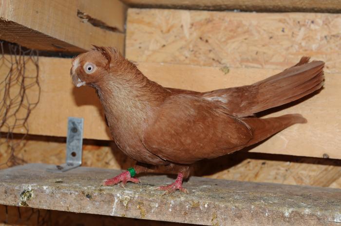 DSC_9932 - jucatori dublumotati calarasi 2008