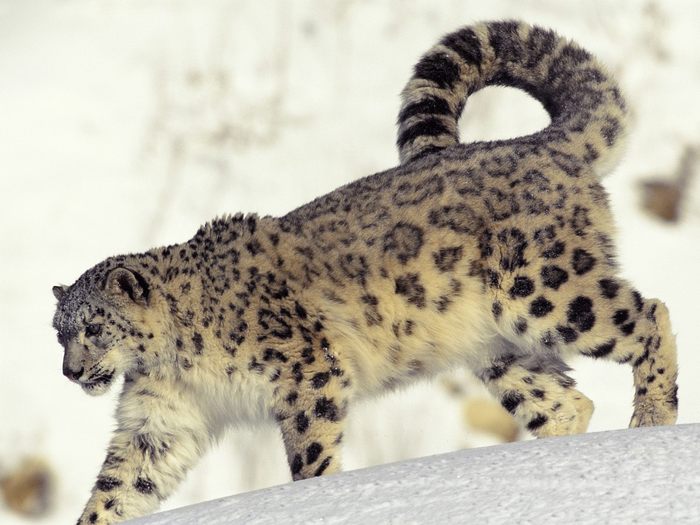 The Endangered Snow Leopard - Wallpapers Premium