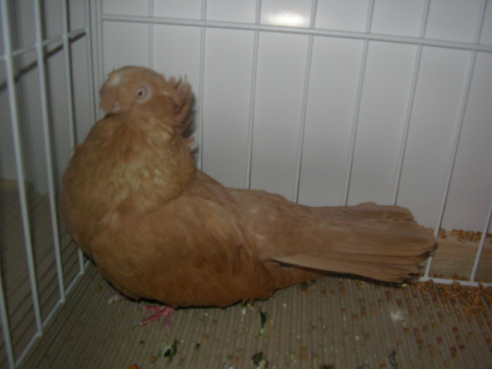 SANY0255 - poze expo 2009