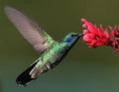 images - pasari colibri