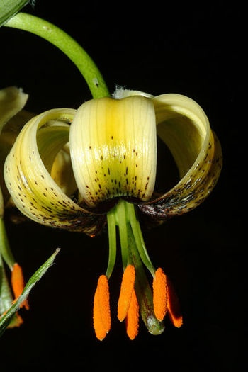 400px-Lilium_ciliatum_%282%29 - Flori de lilyum