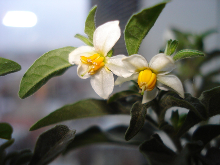 SOLANUM