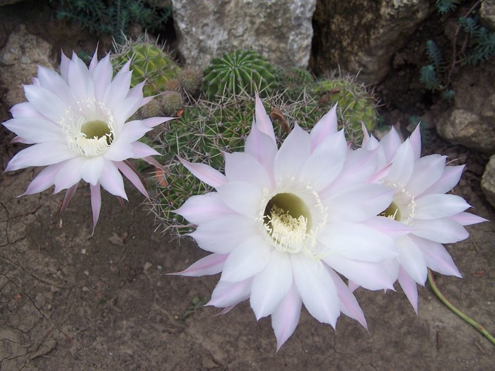 Floare de cactus - Septembrie 2010
