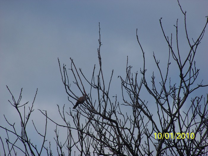 100_8976 - Cer Flori Pasari