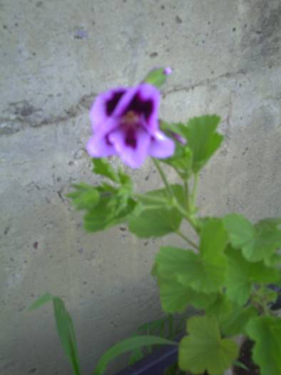 PICT0041 - pelargonium