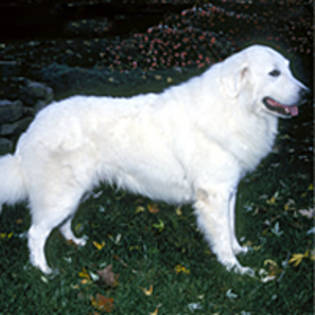 kuvasz_15[1] - Poze cu caini