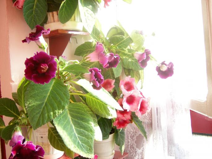 Gloxinia-4 002 - Gloxinii