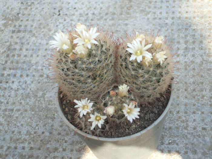 Mammilaria pennyspinosa - colectia mea de cactusi