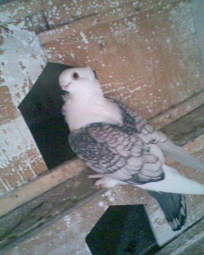 Image040 - Ornament Satineti