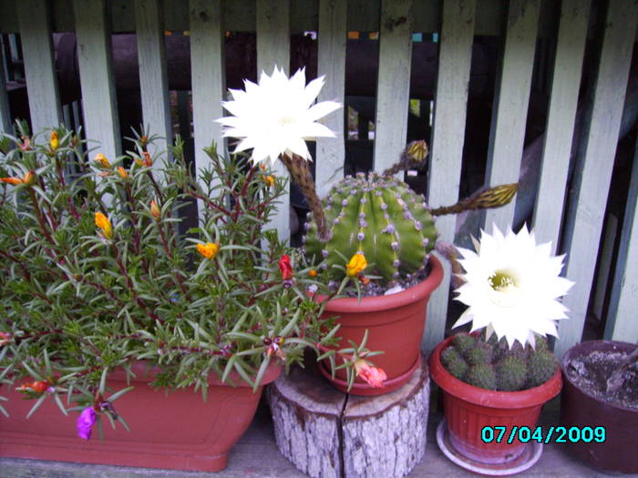 IMG_7820 4.07.2009 21h30 min - cactusi