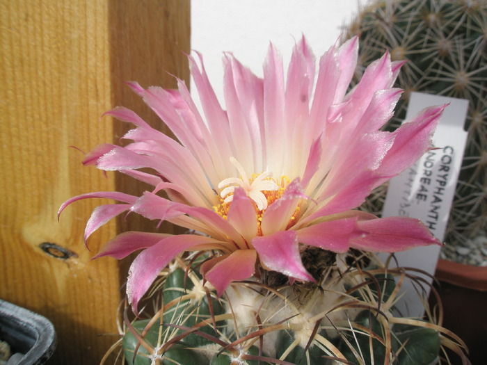 Coryphantha elephantidens Ideea - 18.09