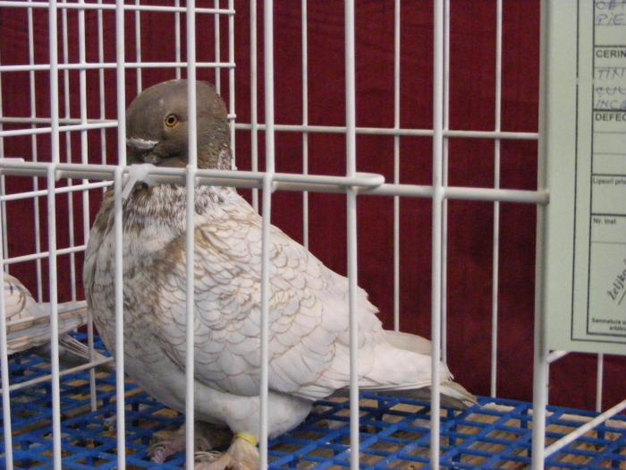 DSCF5666 - expozitia nationala de ornament decembrie  2008