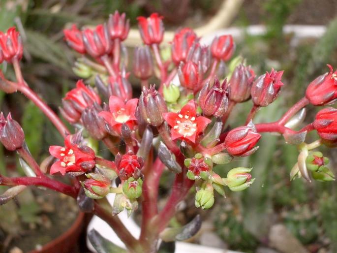 Echeveria affinis - flori - Suculente