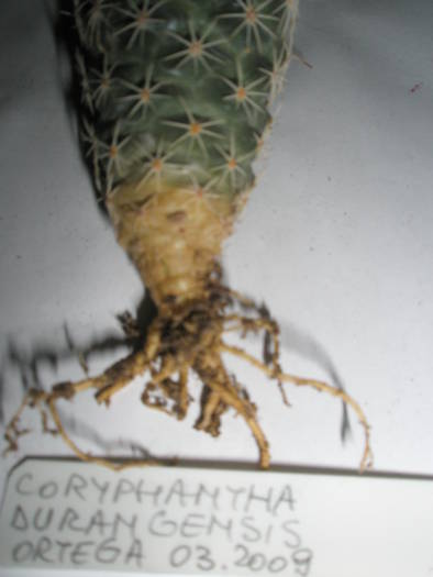 Coryphantha durangensis - RADACINI de cactus