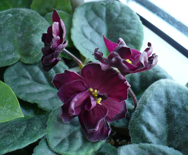 Vampire's Kiss - Saintpaulia - violete de camera