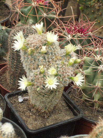 Mammilaria stela de tacubaia