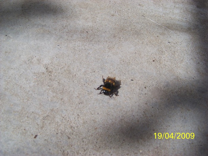 100_0906_00 - Primavara in curte  Timisoara