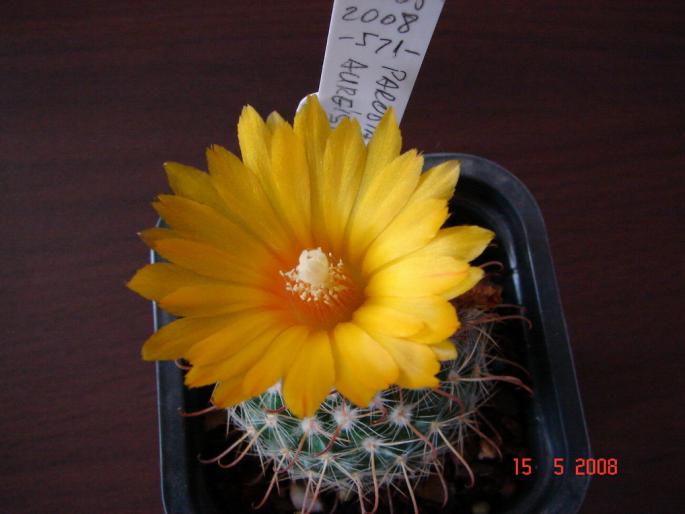 Parodia aureispina (1) - 2008