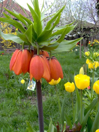 fritillaria - flori din gradina primavara 2008