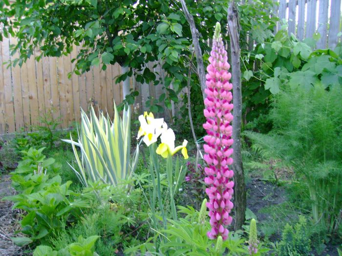 lupin - Gradina de flori 2009