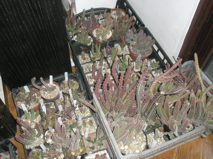 celelalte Asclepiade - cactusi la iernat 2009-2010