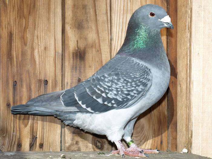 fiu favoritu 08; nr 2 serie inel proprietar de 08
