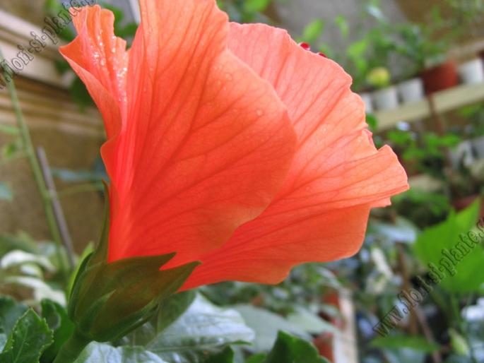 Hibiscus portocala2 - Hibiscus