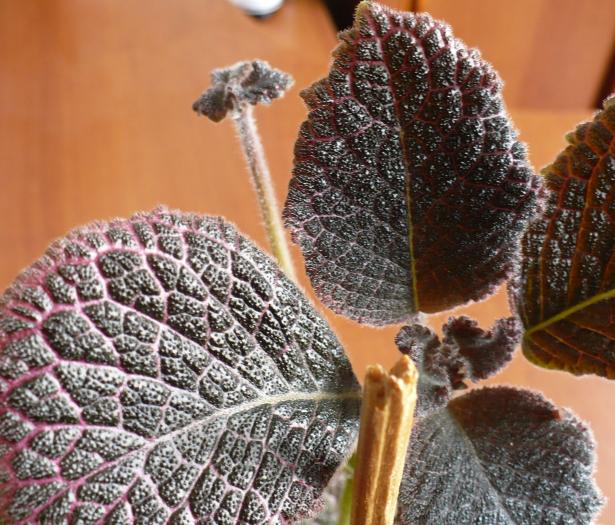 P1080698 - Episcia 2009 - 2010 - 2012 - 2014