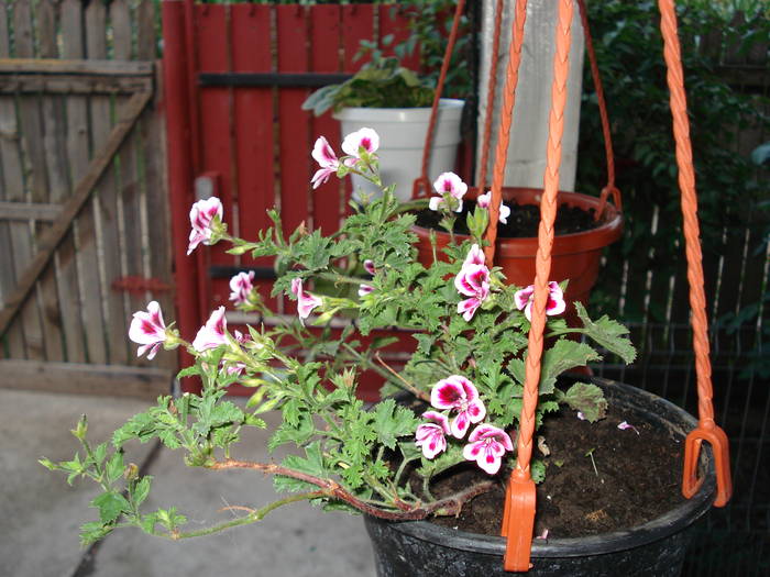 DSC09561