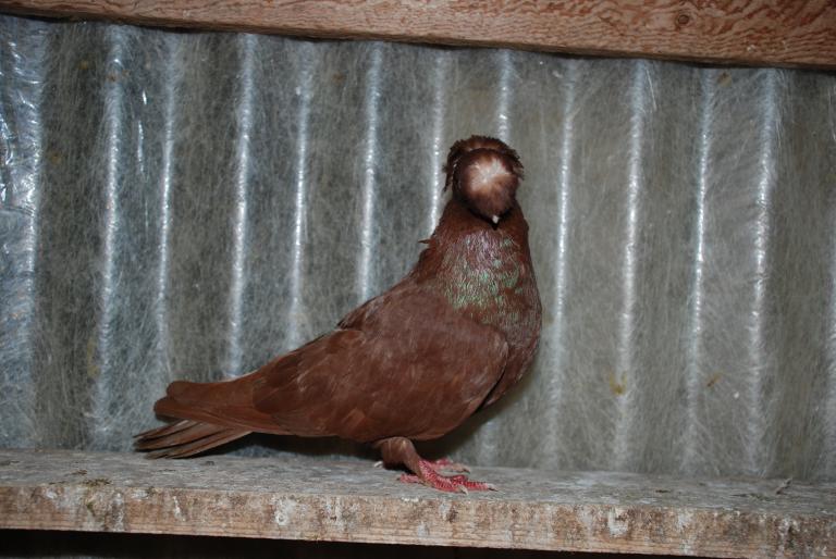 DSC_4236 - JUCATORI ARDELENI SI DE CALARASI