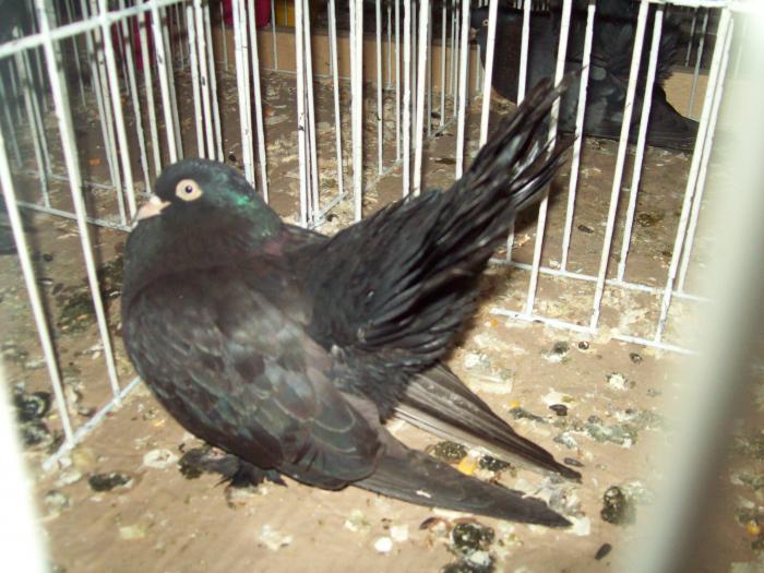 100_0913 - Expozitie satu mare 2009