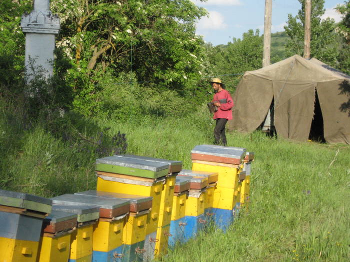 IMG_3510 - salcim I si II 2009