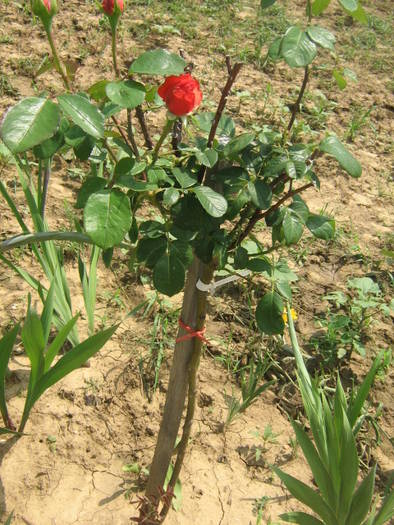 flori 181