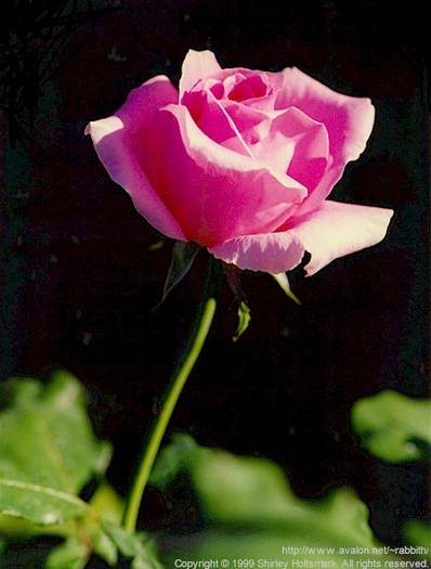 rose063 - Trandafiri