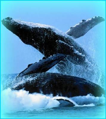 balene[1] - animale acvatice